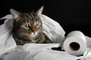 Как приучить кота к унитазу? Инструкция для начинающих котовладельцев