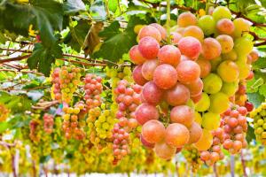 В ягодах винограда содержится много глюкозы и солей калия.