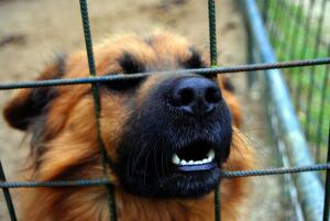 Есть ли на свете собаки с металлическими зубами?