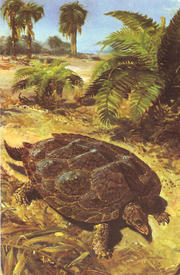 Одна из самых древних черепах - Proganochelys (триасовый период мезозойской эры).