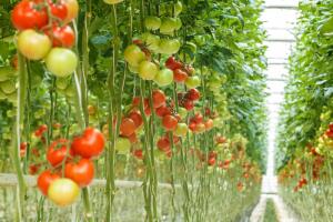 Надо ли выращивать растения «вверх ногами»?