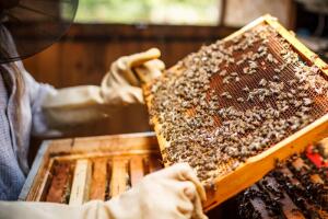 Пчелиная аптека: чем поможет перга?