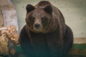 Почему медведь — символ России?