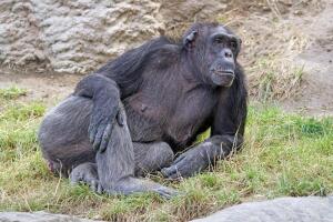 Зачем шимпанзе собирают камни?