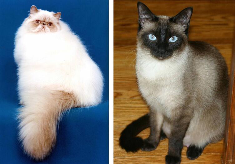 Персидская и сиамская кошки.