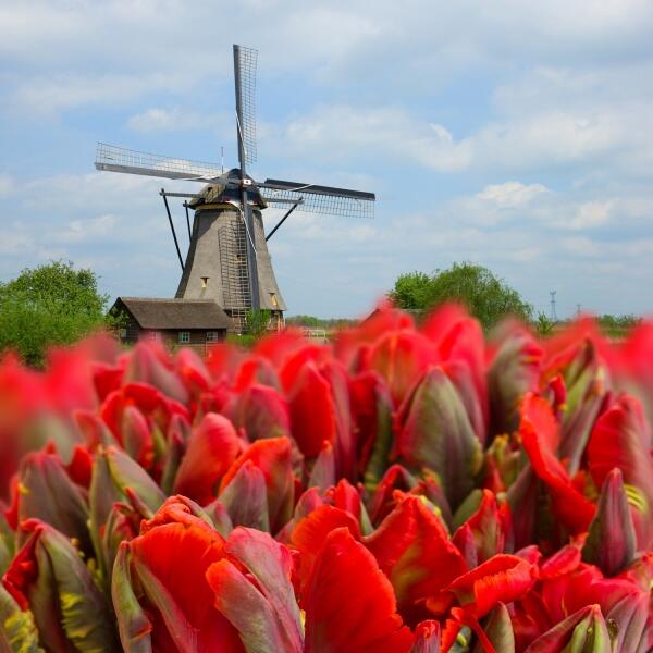 Ветряная мельница, Голландия 