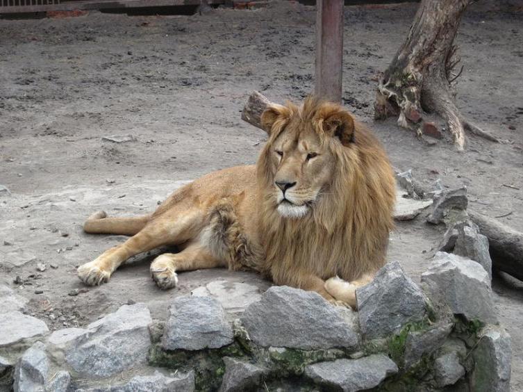 Лёньку на царство?! Почему льва называют царём зверей?