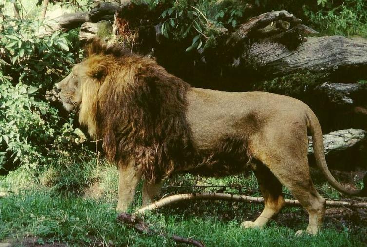 В отличие от африканского собрата азиатский лев более приземистый, а грива его не столь пышная и густая