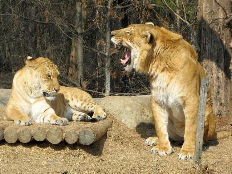 Помеси между тиграми и львами - лигрица и лигр