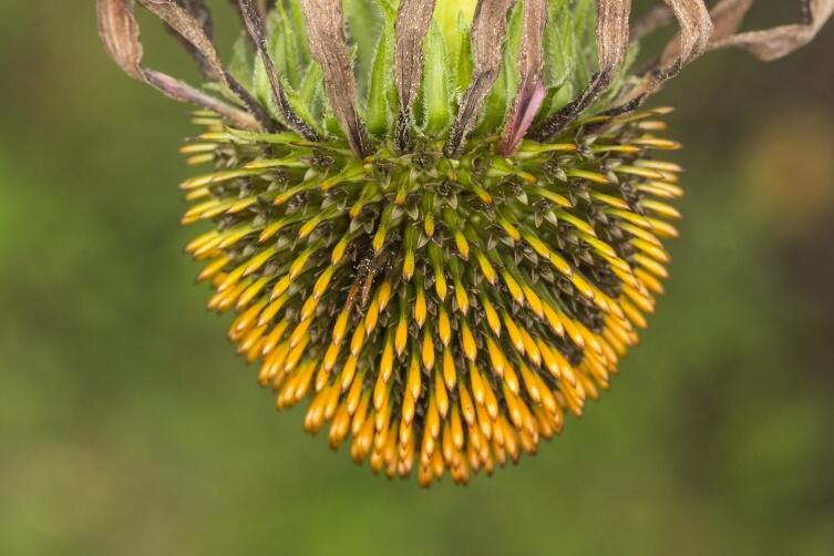 Эхинацея - многолетнее растение из семейства Астровые, или Сложноцветные