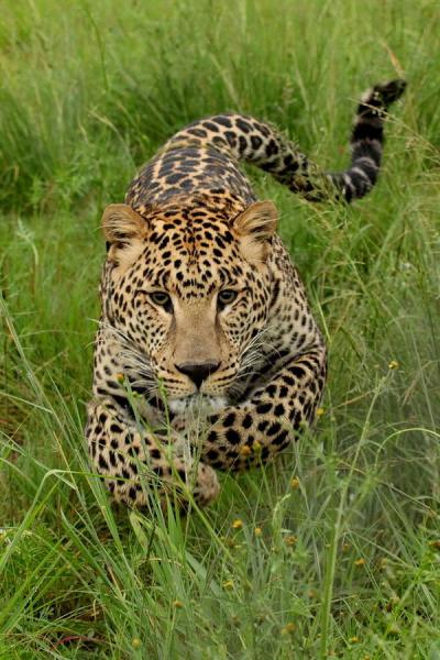 Почему леопардов боятся больше, чем львов и тигров?
