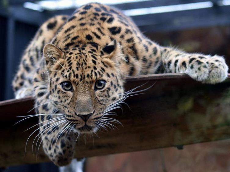 Почему леопардов боятся больше, чем львов и тигров?
