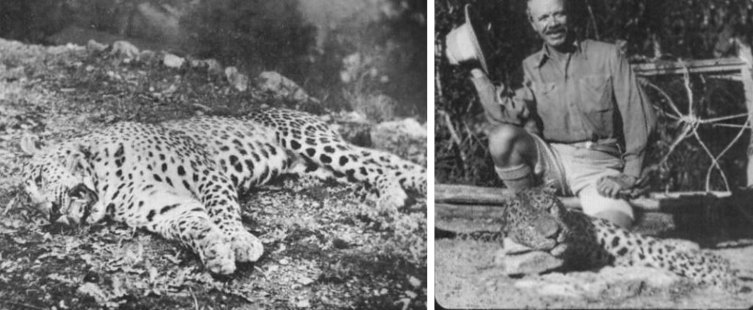 Людоеды, убитые Корбеттом. Слева - леопард из Панара, справа - леопард из Рудрапраяга