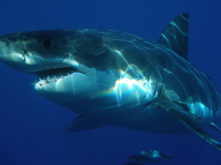 Современные акулы внушают ужас своим видом, что уж говорить про других неведомых нам монстров