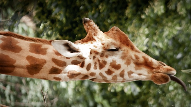 Зачем жирафу длинная шея?