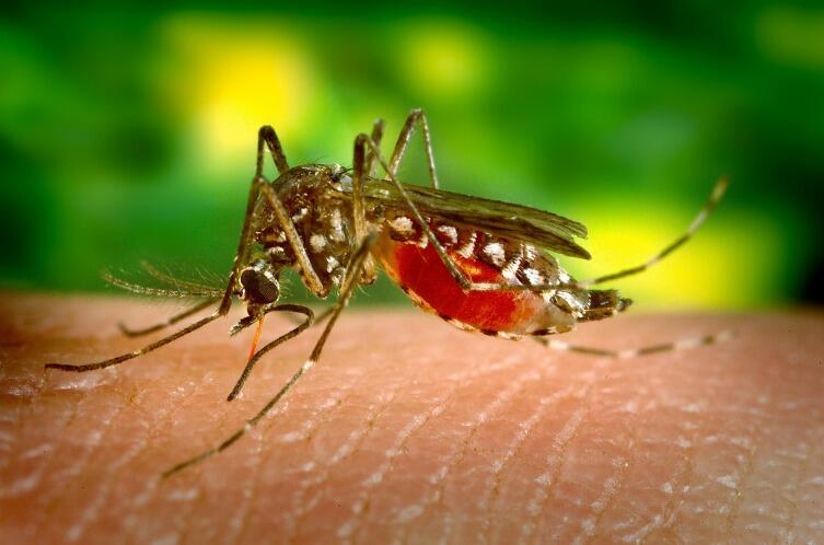 В Африке комары переносят до 400 разновидностей возбудителей опасных болезней