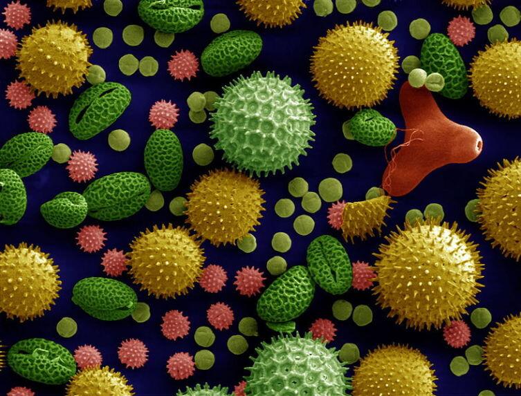 Пыльца растений под микроскопом