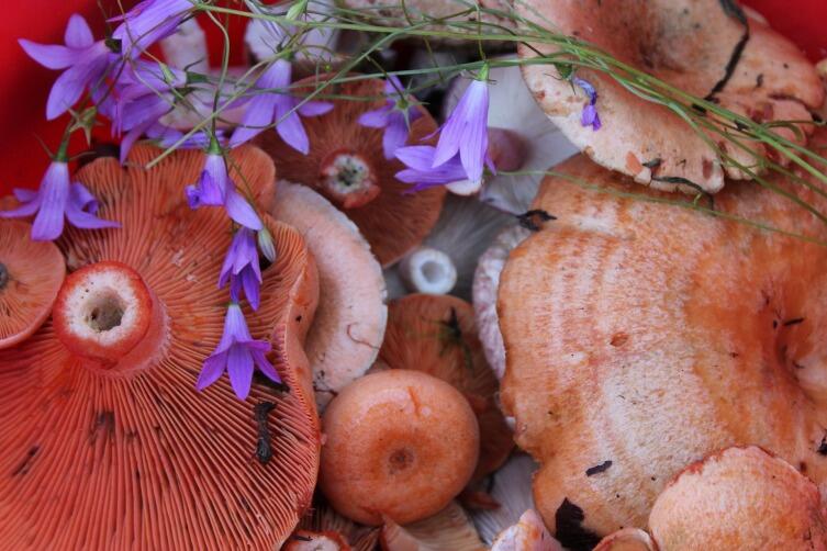 Как солить грибы рыжики?