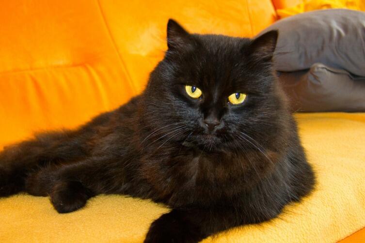 Черная кошка - слуга дьявола?