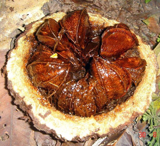 Свежесрезанный плод бразильского ореха - бертолетии (Bertholletia)