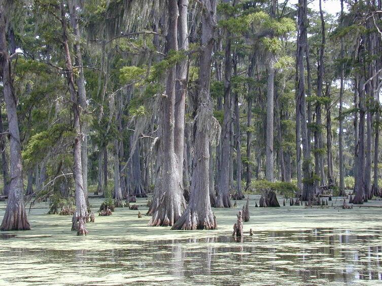 Таксодиум болотный в Луизиане