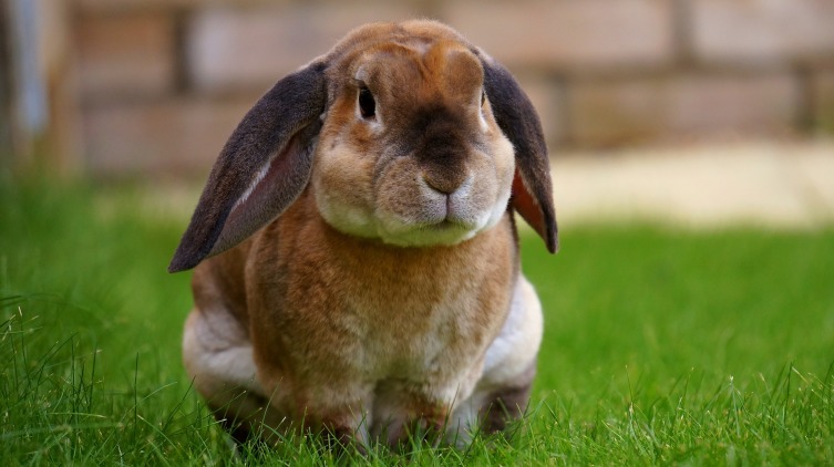 Кролик живет около 10 лет
