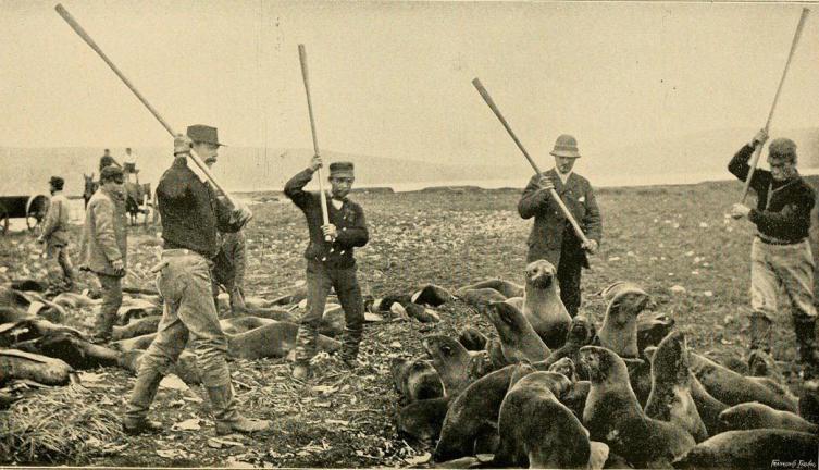 Забой морских котиков на Аляске. Фото 1890-х годов