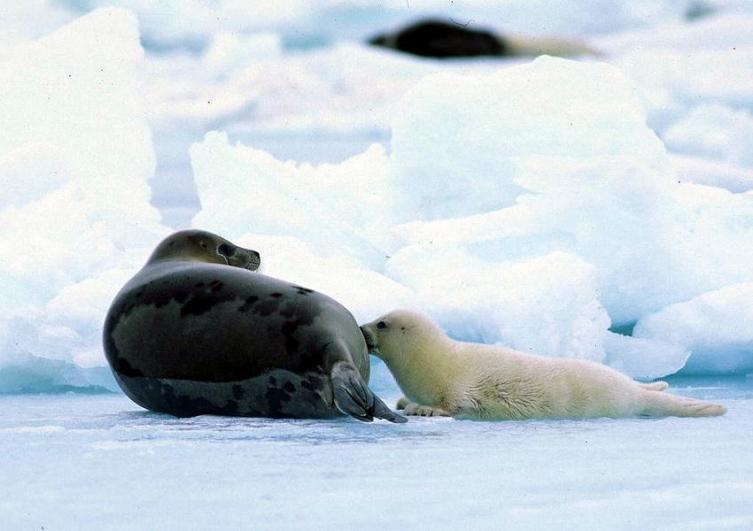 Самка гренландского тюленя с бельком
