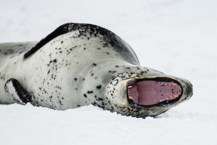 Как выглядит «хрен моржовый» и насколько опасен морской леопард?