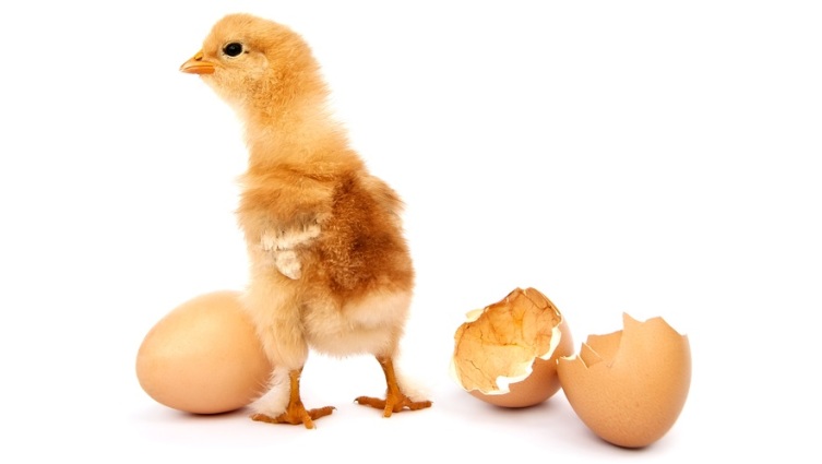 Чего мы не знаем о курином яйце?
