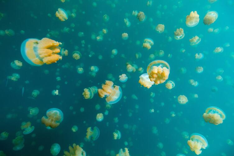Золотые медузы