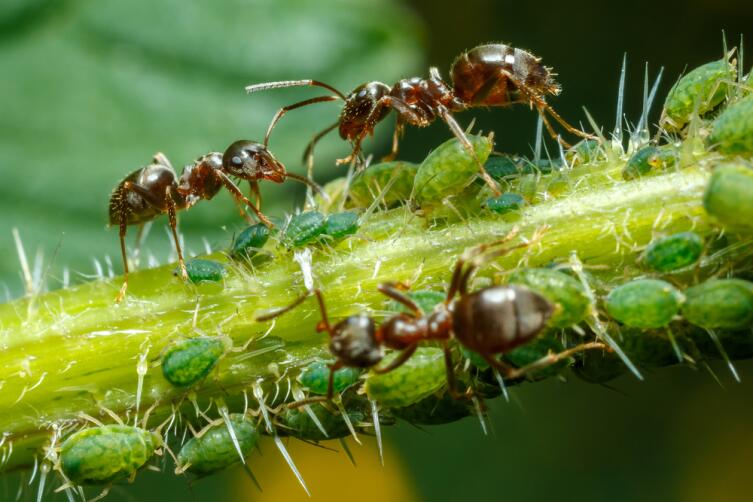 Чем занимаются муравьи-фермеры?