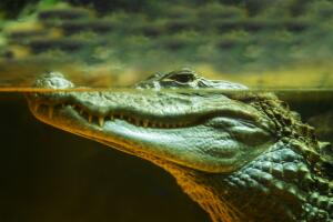 Разница между крокодилом и кайманом заключается лишь в строении пасти и количестве зубов, но это знают лишь узкие специалисты.