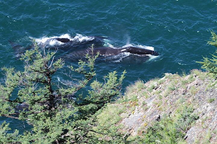 Гренландские киты в проливе Линдгольма