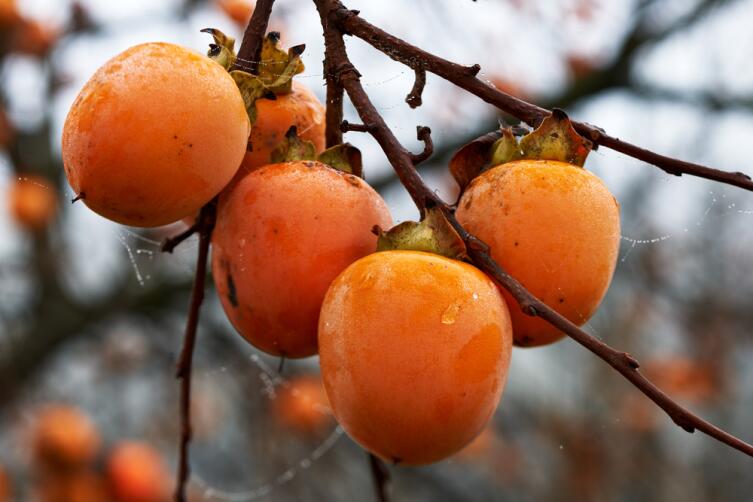 Какой фрукт поддержит организм зимой? Хурма