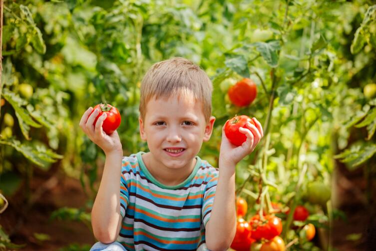 Как приобщить ребёнка к садово-огородным работам? Волшебные помидоры