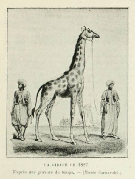 Жираф, присланный в Париж в 1827 году