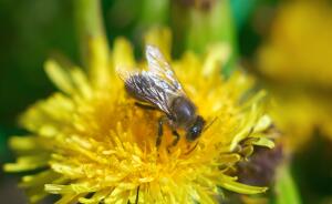 Пчела в греческой и арийской традициях воспринималась как аллегория души.