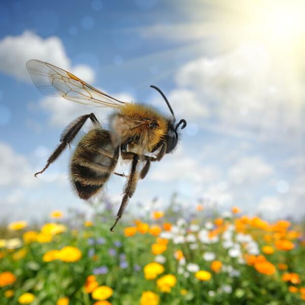 Зачем тебе жужжать, если ты не пчела? Европейская символика образа
