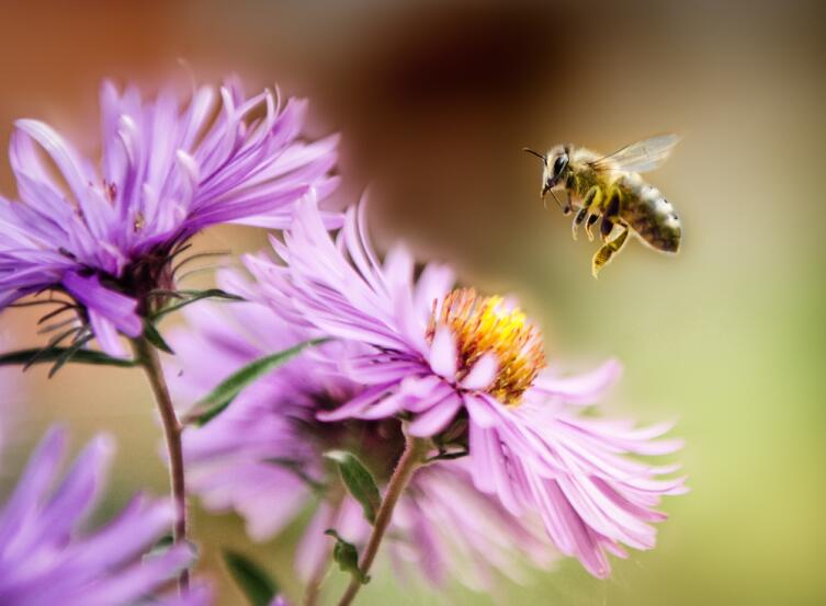 Зачем тебе жужжать, если ты не пчела? Европейская символика образа