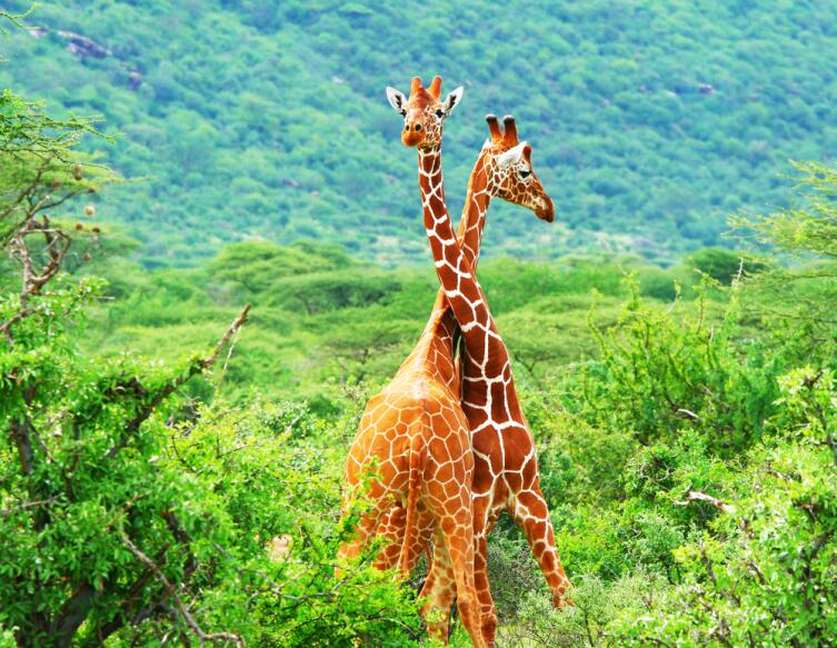 Почему жираф не падает в обморок?