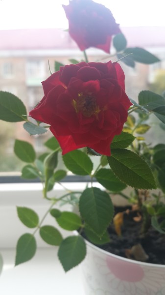 Как выращивать домашнюю розу?