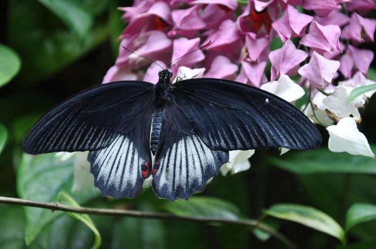 Великий Мормон - крупная бабочка, которая входит в семейство Махаонов.