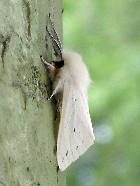 Белая древесная бабочка - очень любопытный и необычный вид.
