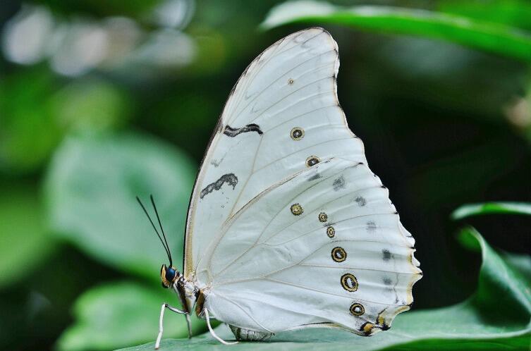Белая Морфо - тропический вид, который проживает на территории Мексики, в Вест-Индии и в Центральной Америке.