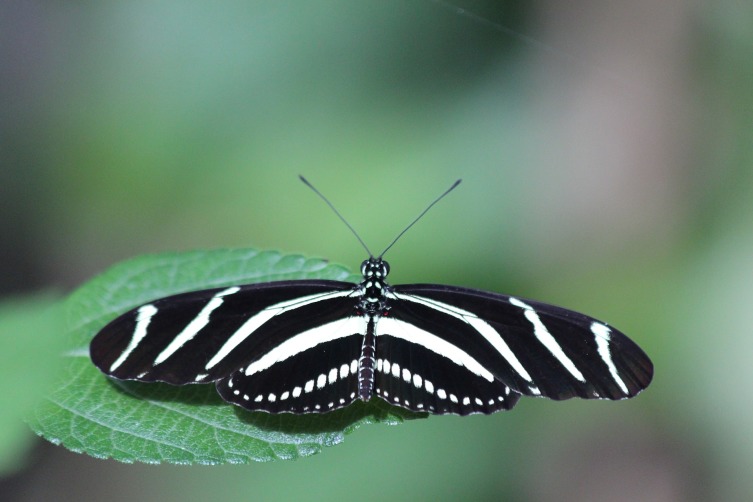 Бабочка-зебра - отличается длинными угольно черными крыльями, по всей ширине которых проходят ярко белые полоски. 