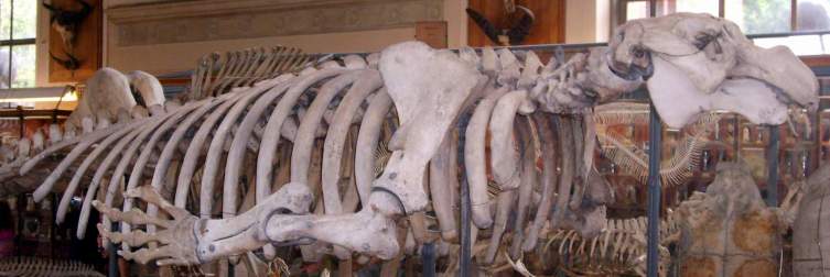 Скелет стеллеровой коровы в Национальном музее естественной истории в Париже