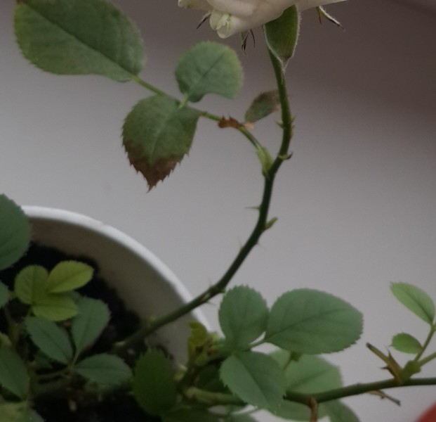 Как спасти комнатную розу от болезней и вредителей?