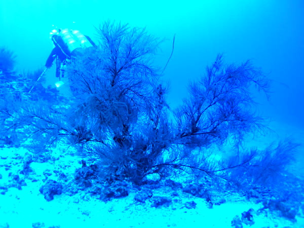 Внешний вид колонии чёрного коралла