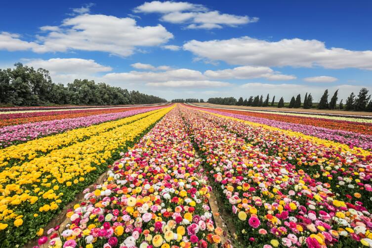 Поле разноцветных лютиков, Израиль